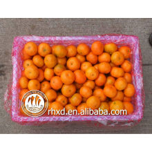 китайский цитрусовых фруктов (список желтый фрукты)